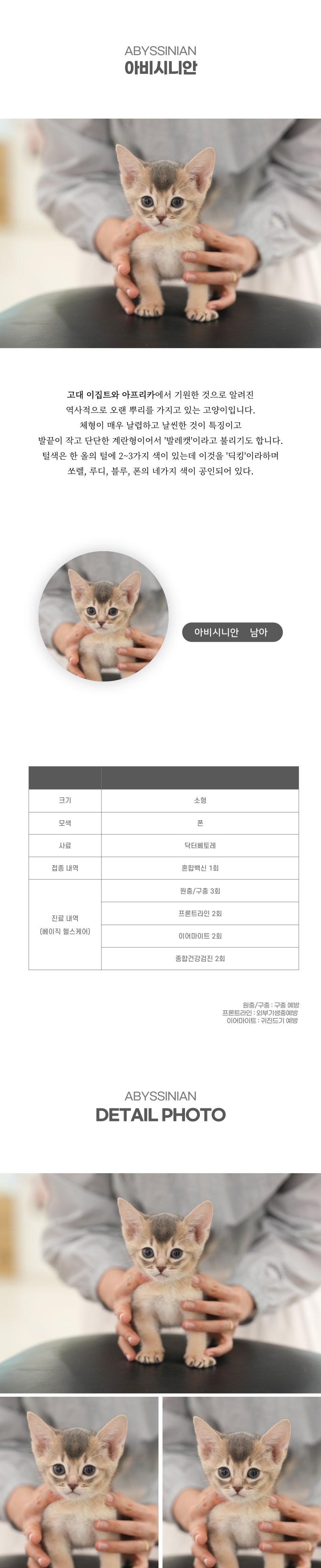 아비시니안_상세이미지_2