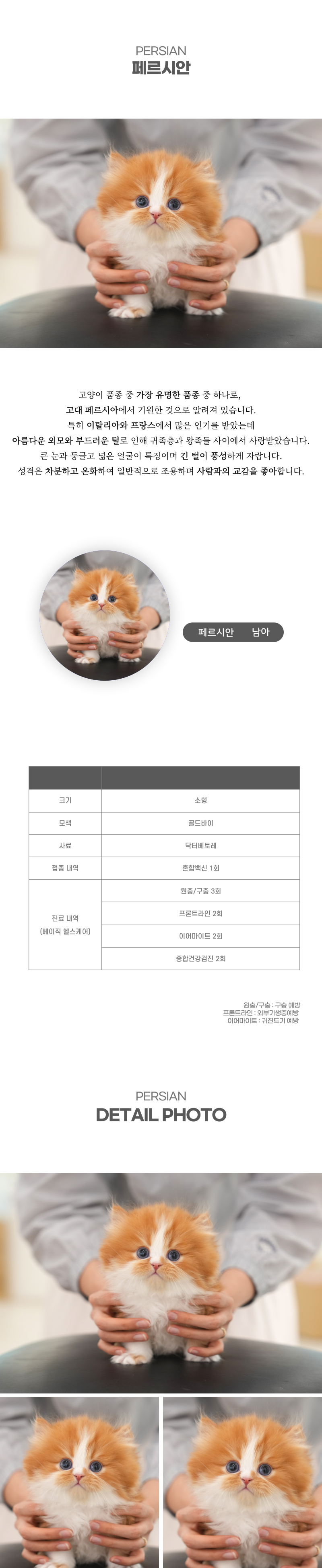 페르시안_상세이미지_2