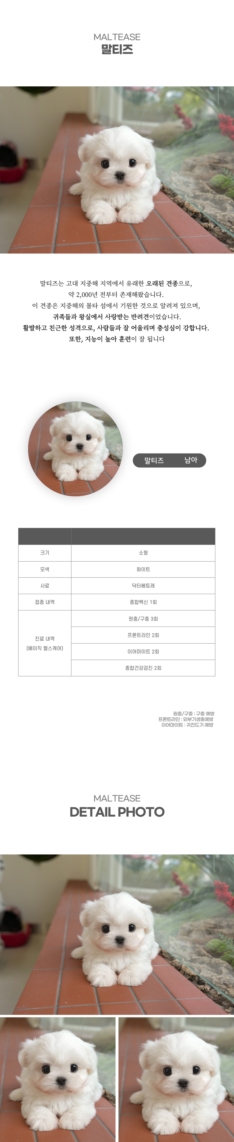 말티즈_상세이미지_2