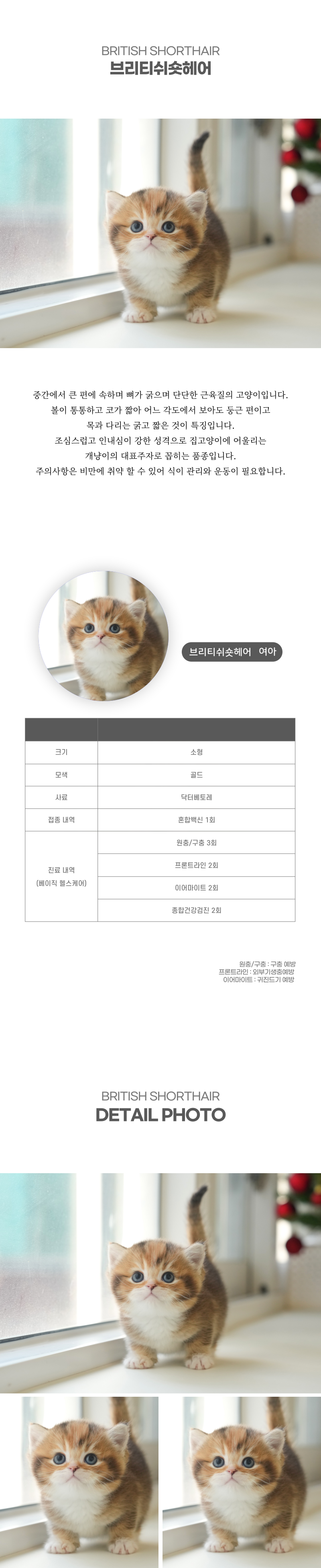 브리티쉬숏헤어_상세이미지_2