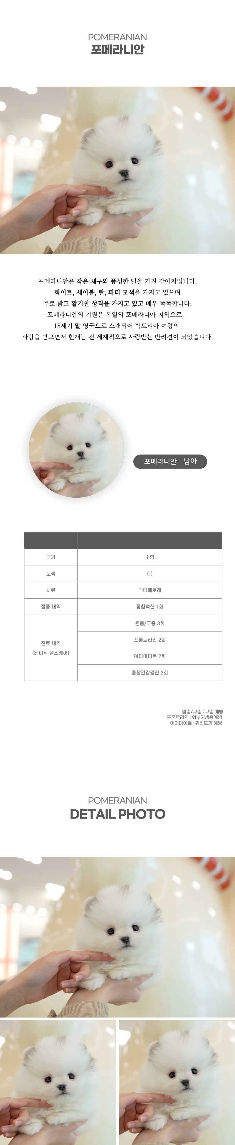 포메라니안_상세이미지_2