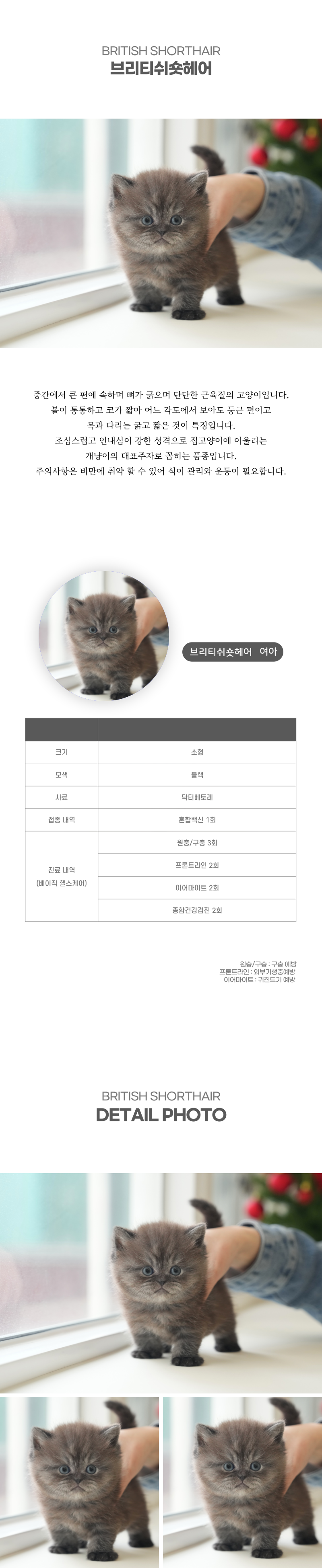 브리티쉬숏헤어_상세이미지_2