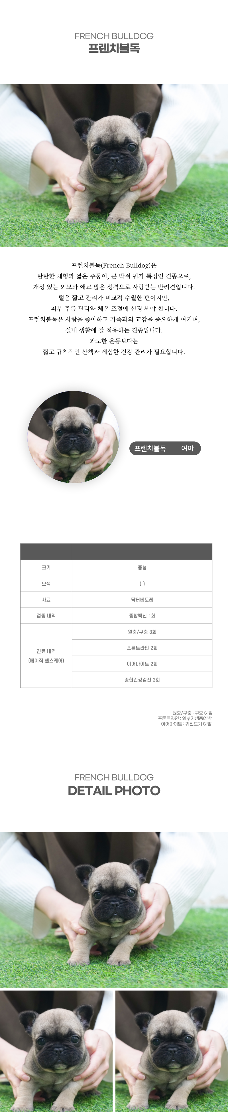 프렌치불독_상세이미지_2