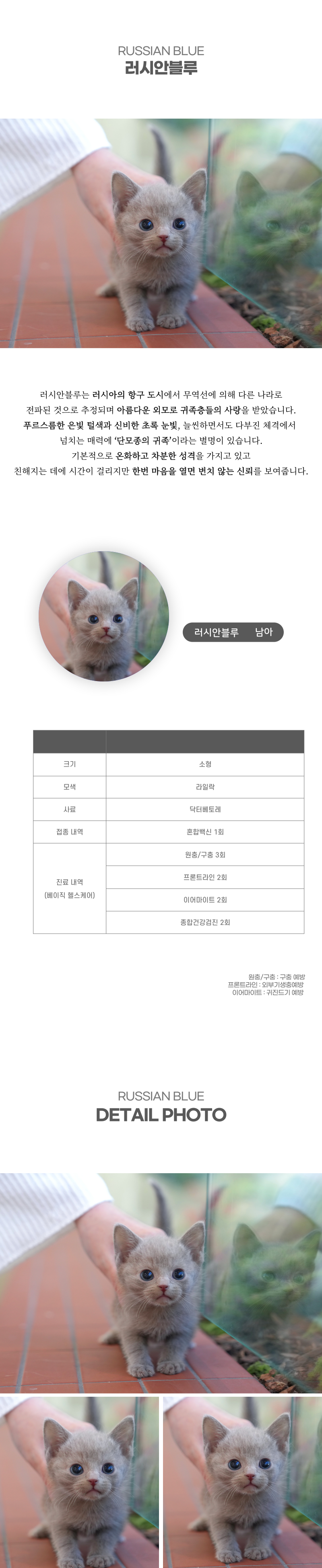러시안블루_상세이미지_2