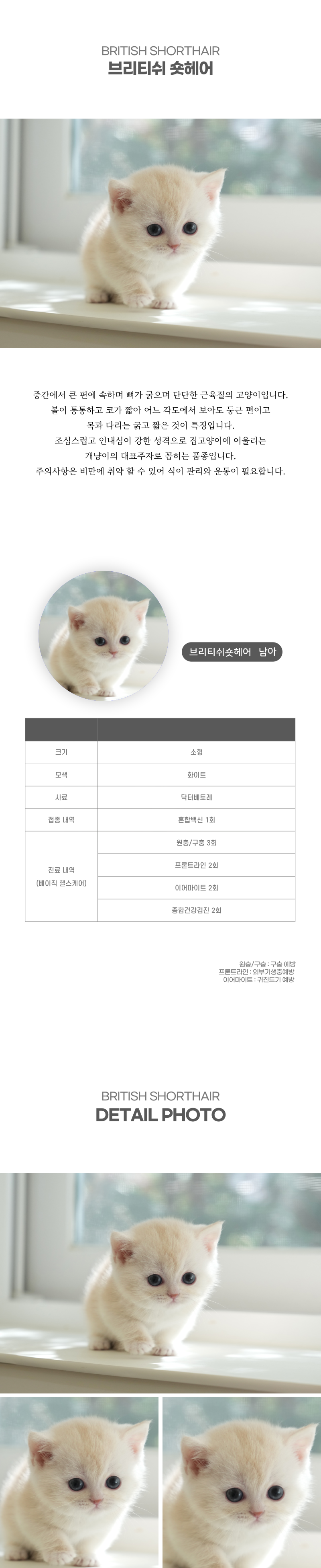 브리티쉬숏헤어_상세이미지_2