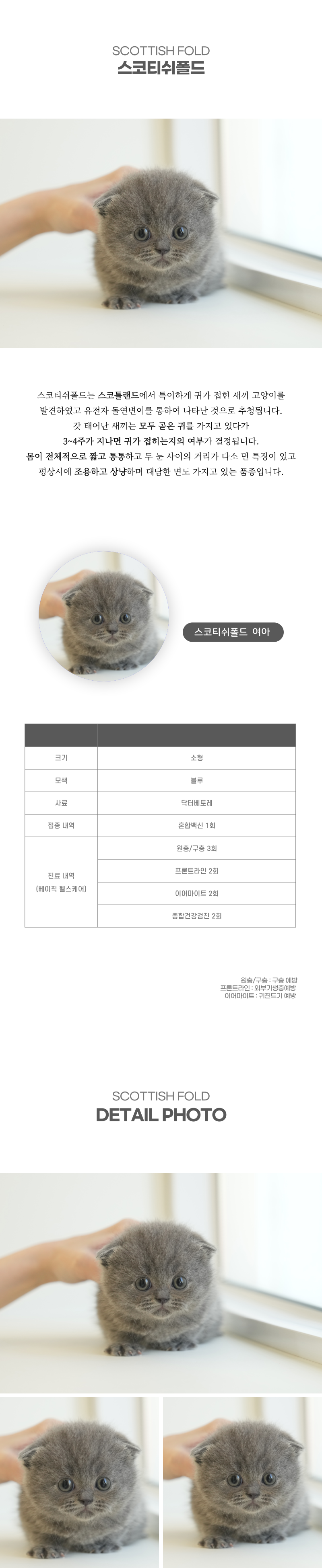 스코티쉬폴드_상세이미지_2