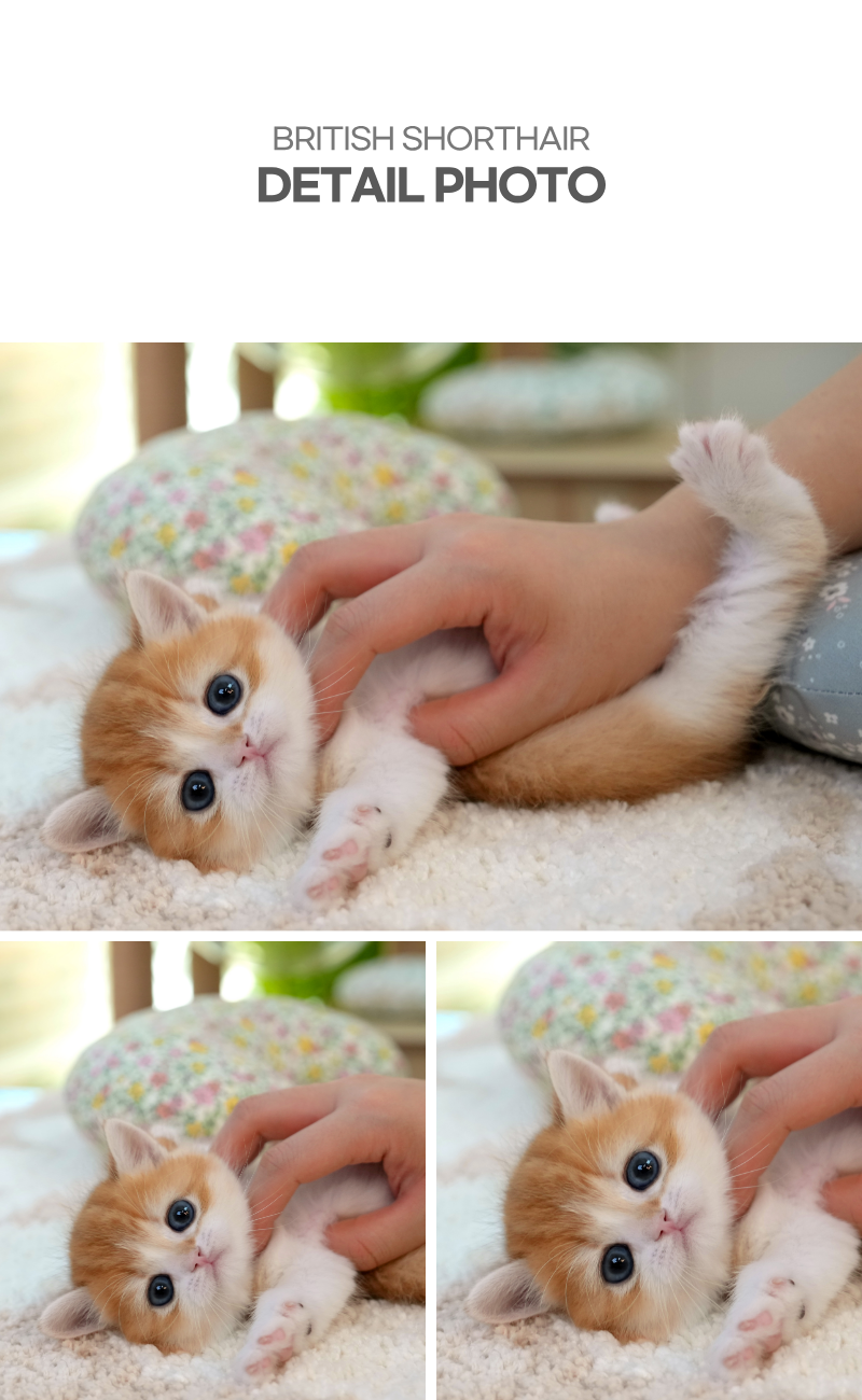 브리티쉬숏헤어_상세이미지_4
