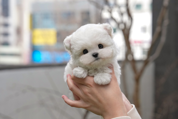 비숑_남_에이스켄넬(100).jpg