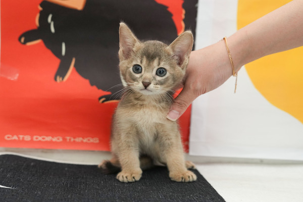 아비_40_남_말괄냥이(5).jpg