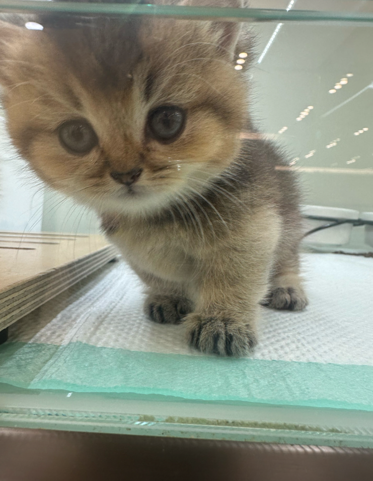 미순이 보호자_상세페이지_1