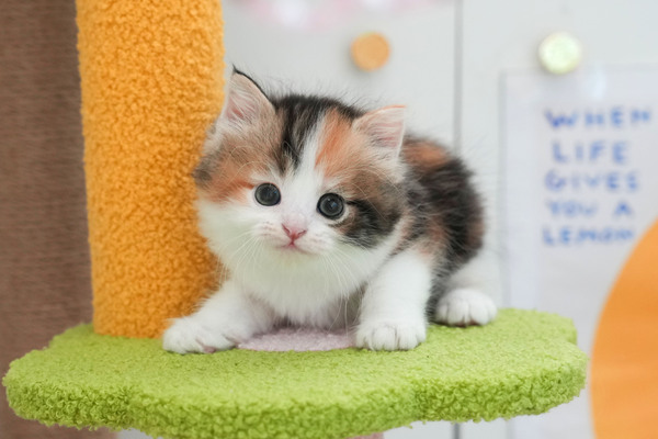 페르_15_여_냥이양이(1).jpg