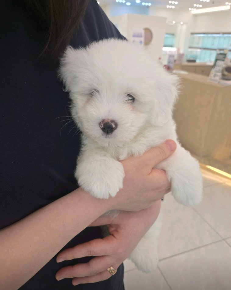 메주 보호자_상세페이지_1