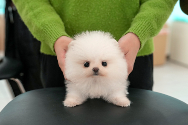 포메_40_여_애니멀킹덤(21).jpg