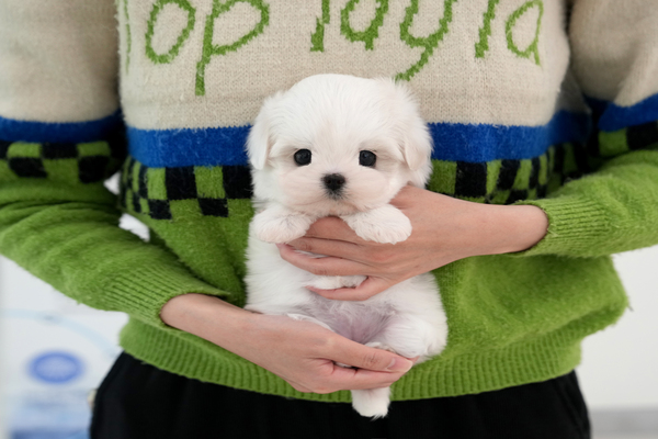 말티즈_45_여_꿈꾸는강아지(30).jpg