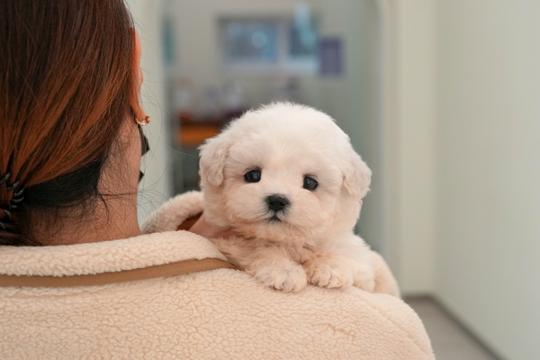 미니비숑_30_여_화이트펫켄넬(14).jpg