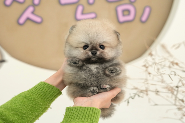 포메_전화문의_여_섭이네애견(58).jpg