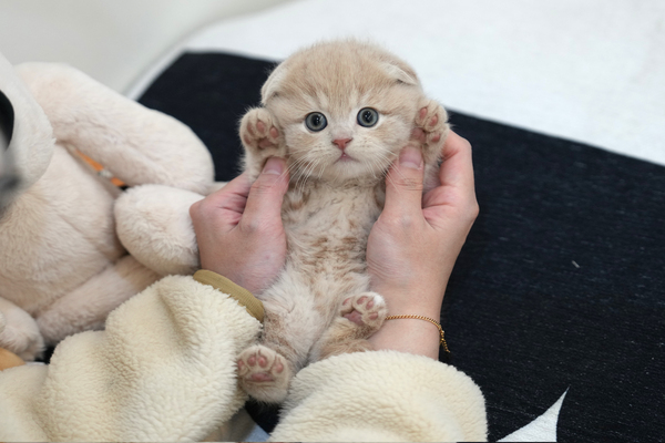 폴드_65_여_말티네집(23).jpg