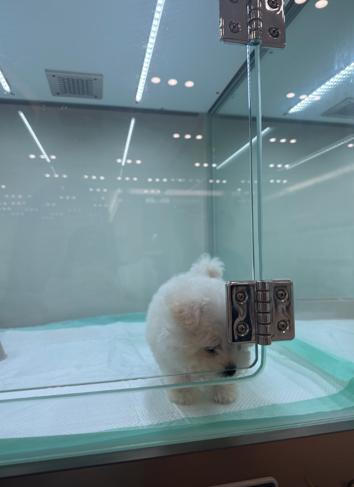 코코 보호자_상세페이지_1