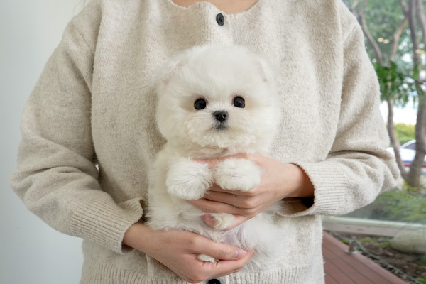 비숑_45_남아_동성_24.jpg