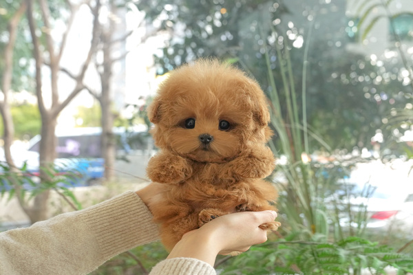 푸들_60_여아_전주우아하우스_40.jpg