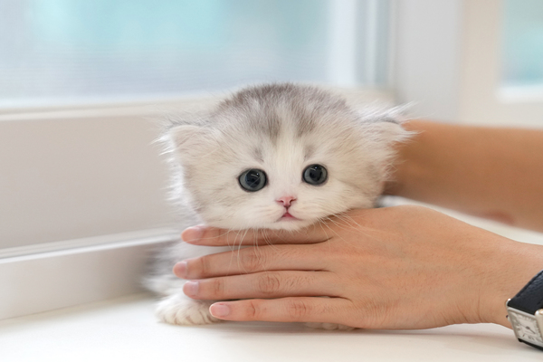 페르_35_여_논산냥이(7).jpg