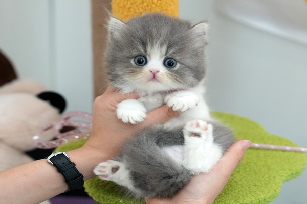 페르_35_여_냥이양이(5).jpg