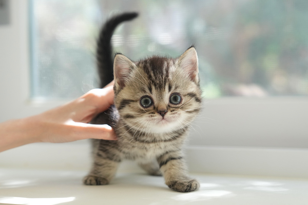 브숏_35_남_멧골냥이(3).jpg