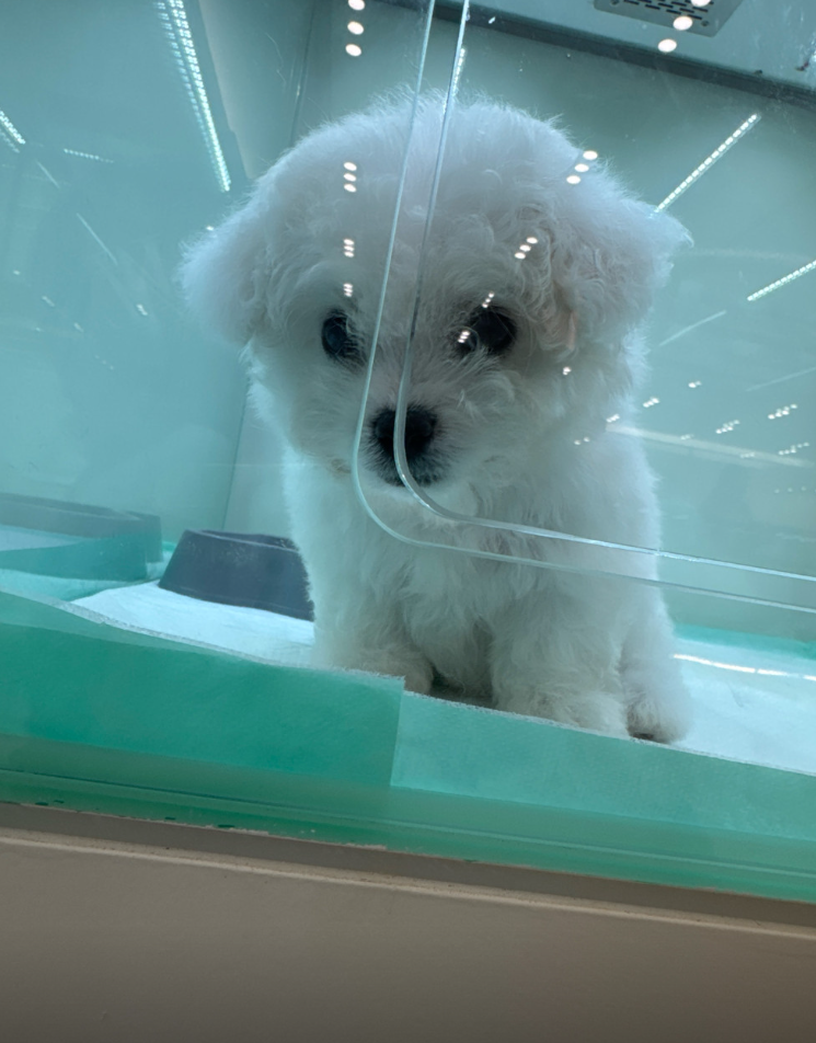 루비 보호자_상세페이지_1