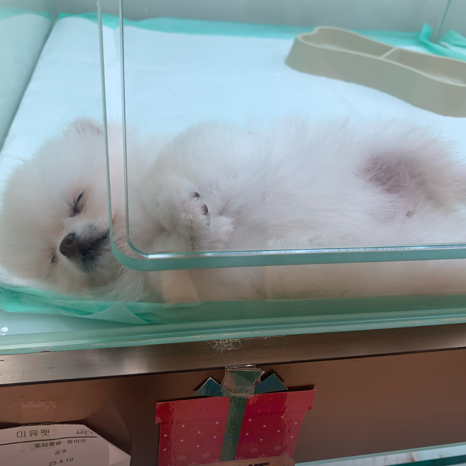 랄랄 보호자_상세페이지_1