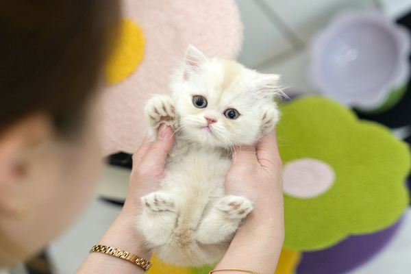 페르_15_여_냥이양이(5).jpg