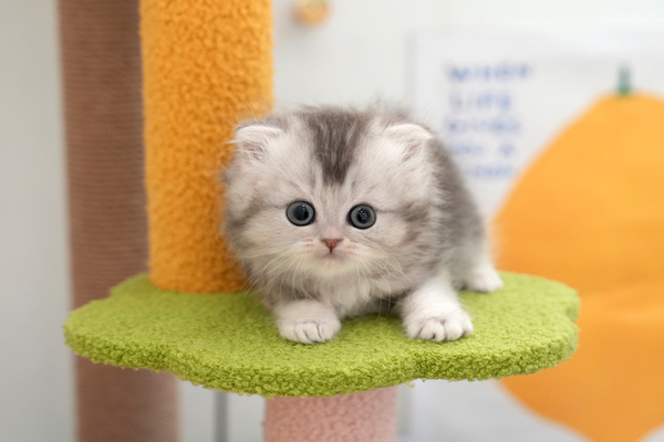 폴드_25_여_냥이양이(5).jpg
