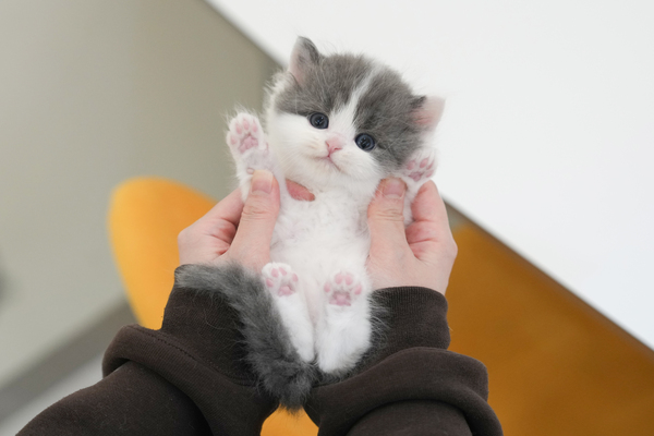 페르_60_남_대전펫츠(27).jpg