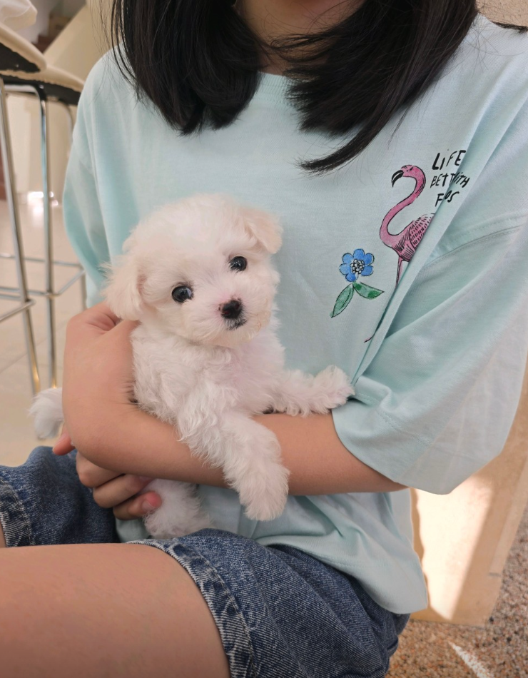 엘라 보호자_상세페이지_1