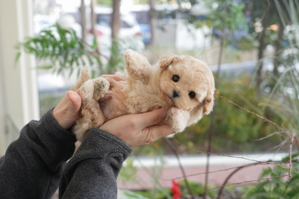 푸들_전화문의_남아_반곡켄넬_33.jpg