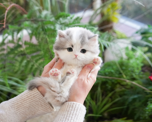 먼치킨(나폴칼리코)_95_여_힐링캐터리(45).jpg