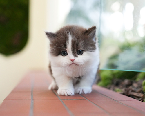 브롱_40_남_멧골냥이(13).jpg