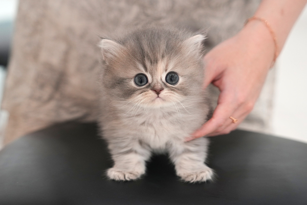 페르_25_여_냥이와양이(7).jpg