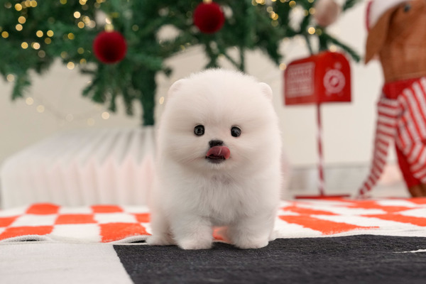 포메라니안_30_남아_삐삐애견_12.jpg