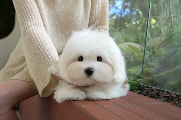 꼬똥_전화문의_남아_골든티아라하우스(150).jpg