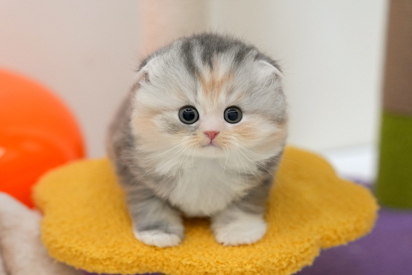 폴드_45_여_냥이양이(20).jpg