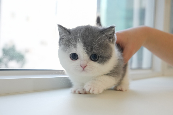 먼치킨_85_여_망고캣(42).jpg