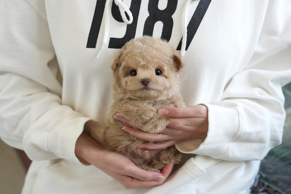 푸들(크림)_35_남_백설애견_15.jpg