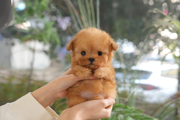 푸들(애프리)_45_남아_뽀삐애견_28.jpg