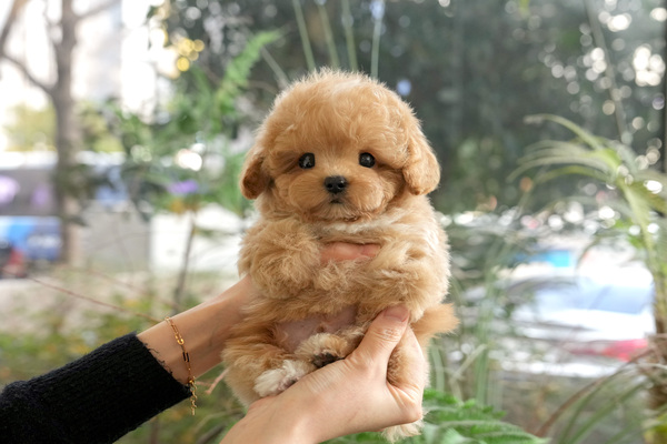 푸숑_40_남_골든티스(20).jpg