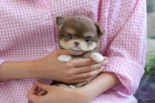 치와와_전화문의_여아_러브애견(29) 작게.jpeg