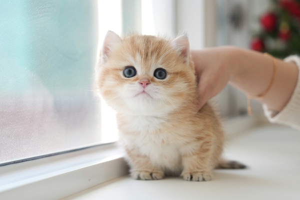 브숏_55_남_논산냥이(28).jpg