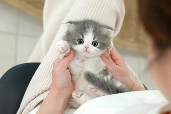 폴드_40_남_냥이양이(5).jpg
