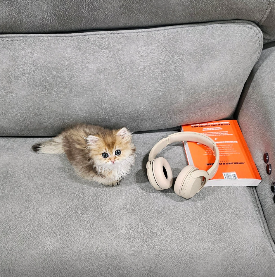 봉봉이 보호자_상세페이지_1