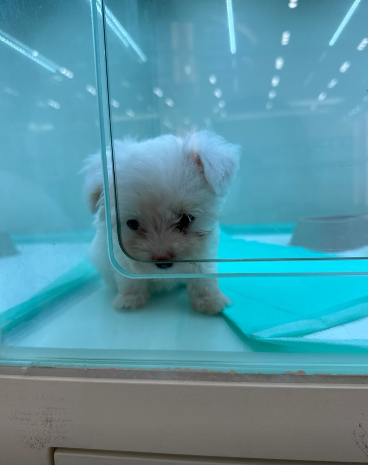 구름이 보호자_상세페이지_1
