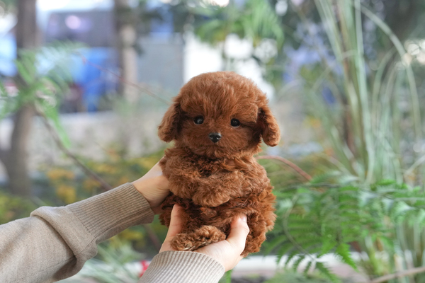 푸들(레드)_20_남아_김옥남_1.jpg